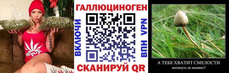 Галлюциногенные грибы Psilocybine cubensis  Михайлов 